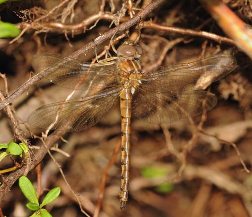 Male, teneral
2013_05_27_Oconee_SC_Rabun_GA